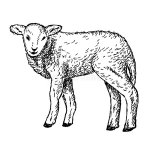 孤立的羔羊图片