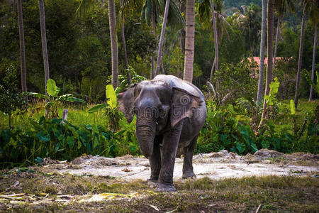 丛林中的亚洲象。泰国