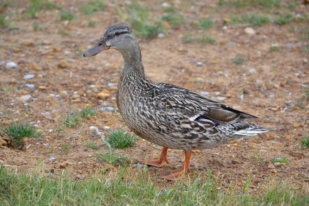 孤独的小鸭在街上漫步野鸭野鸭孤独的野鸭在蓝蓝的天空中飞行鸭子睡觉