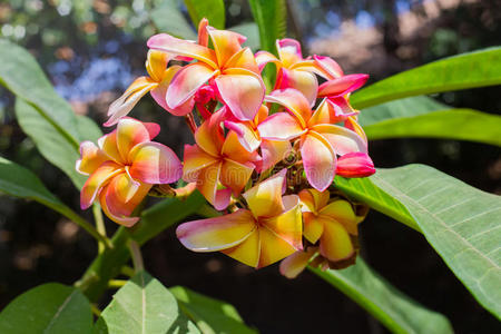 粉红黄色夏威夷鸡蛋花