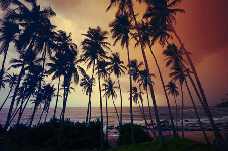 斯里兰卡的原始热带海滩