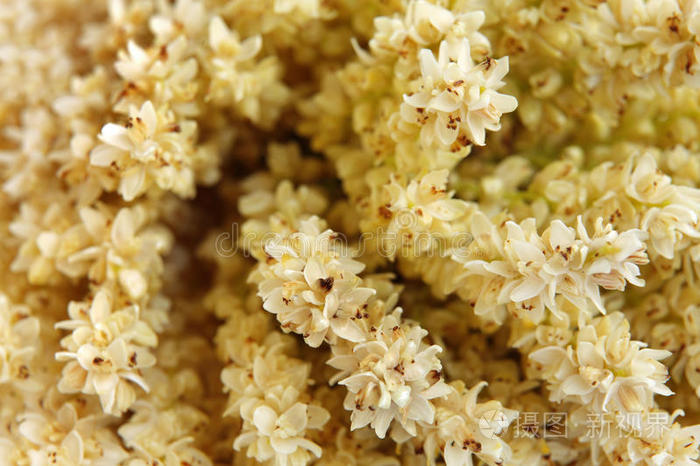 雄枣花照片 正版商用图片1f5j2a 摄图新视界