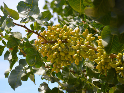 开心果树图片