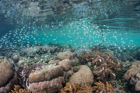健康 在里面 珊瑚 安培 潜水 食物 生态学 生物学 伟大的