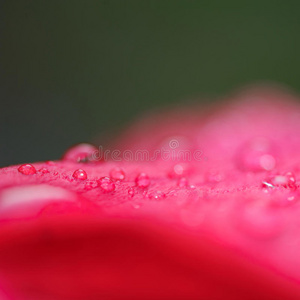 雨滴落在花瓣上