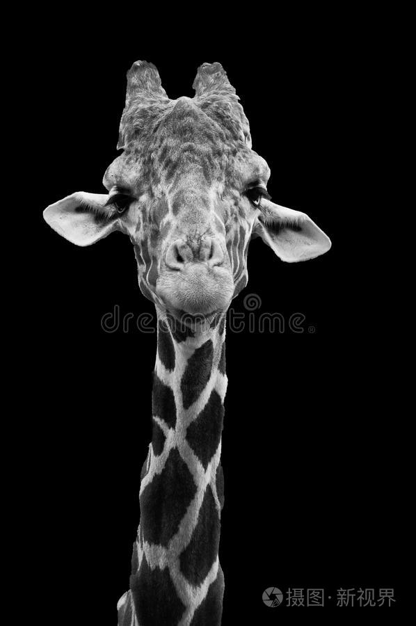 黑白长颈鹿