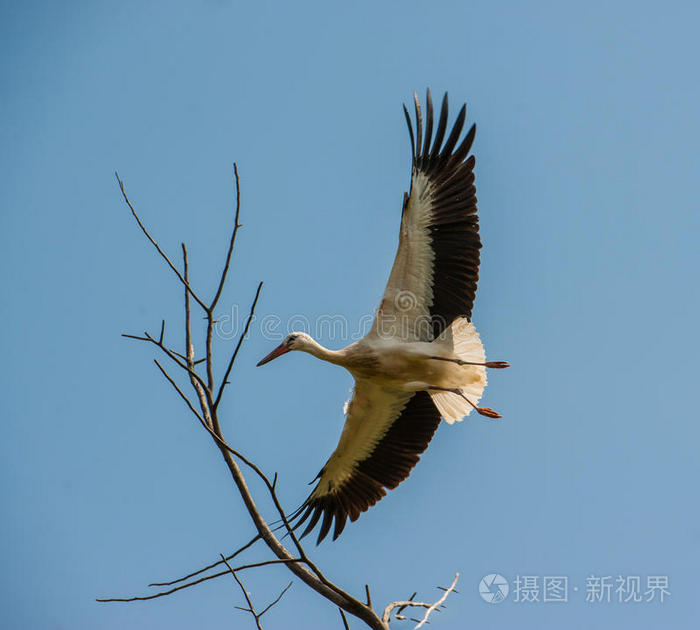 斯托克