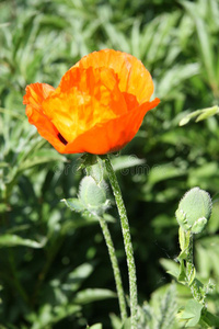 叶 植物 雌蕊 橙色 花园 花坛 红色 开花