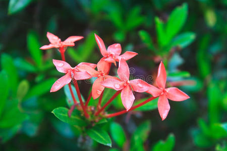 红ixora美丽的花