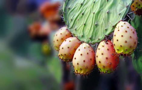 刺梨仙人掌果实和叶子,撒丁岛,意大利照片