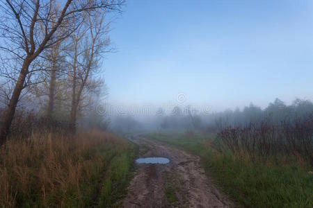雾霭中的树木轮廓