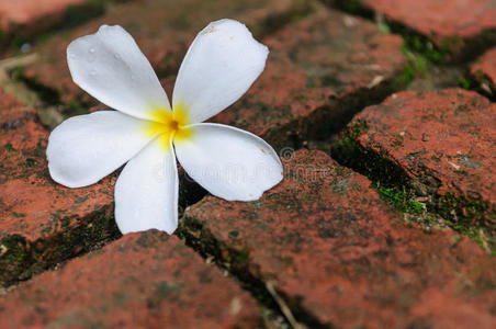 砖地上的白花