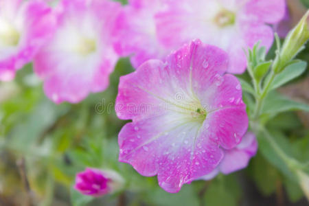 春天粉红色的花朵颜色