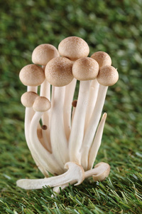 山毛榉菇，石梅记菇，食用菌
