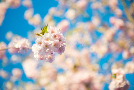 樱花盛开，天空蔚蓝