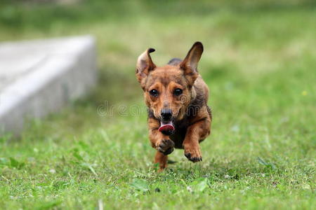 小狗狗在跑