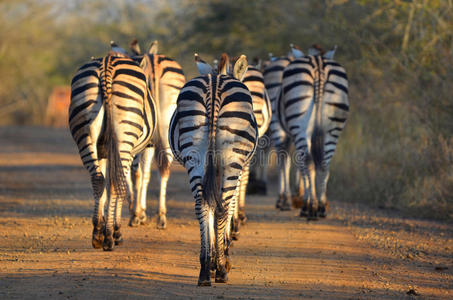 伯切尔斑马Equaus quagga burchellii。