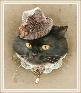 猫的衣服穿衣服的猫的复古风格照片照片