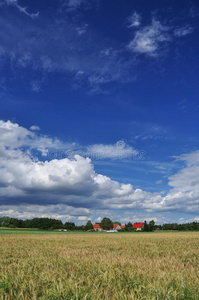 德国勃兰登堡的麦田。蓝天。