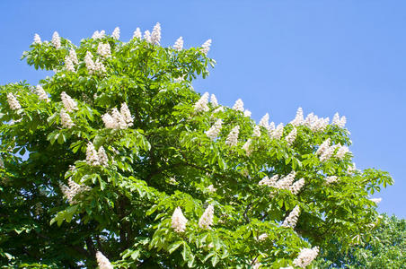 开花栗树