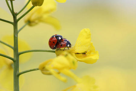 交配瓢虫科油菜花上的瓢虫夫妇照片
