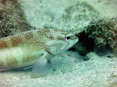 场面富丽的水母斑点鳟鱼新鲜大西洋鳕鱼热带鱼,黑底海马斑点叉尾鮰