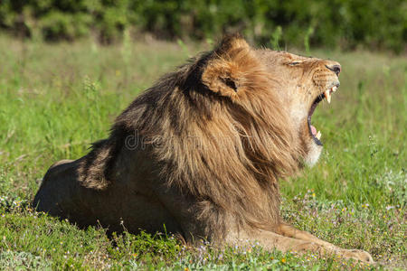 鬃毛 警告 牙齿 昆虫 野生动物 狮子 咕哝 打哈欠 储备