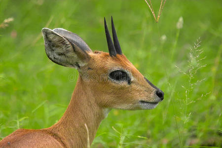 斯特恩博克raphicerus campestris