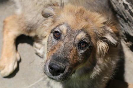 笼子 科特 鼻子 动物 幼犬 孤独的 警卫 犬舍 猎犬 巧克力