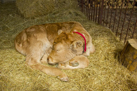 一头正在睡觉的毛茸茸的小牛犊照片