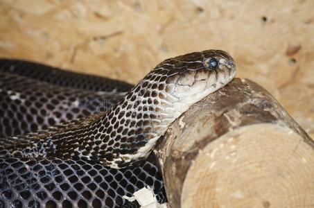 灵鹫南非吐痰眼镜蛇摄影图