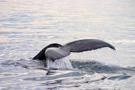 大西洋灰鲸的尾鳍
