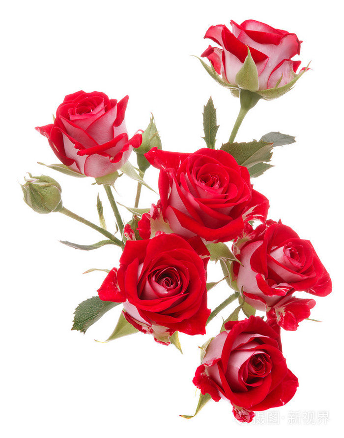 玫瑰花束图片大全唯美图片