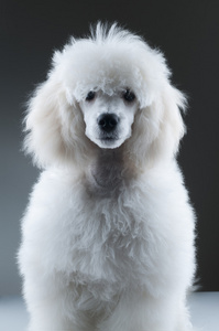 白色贵宾犬图片