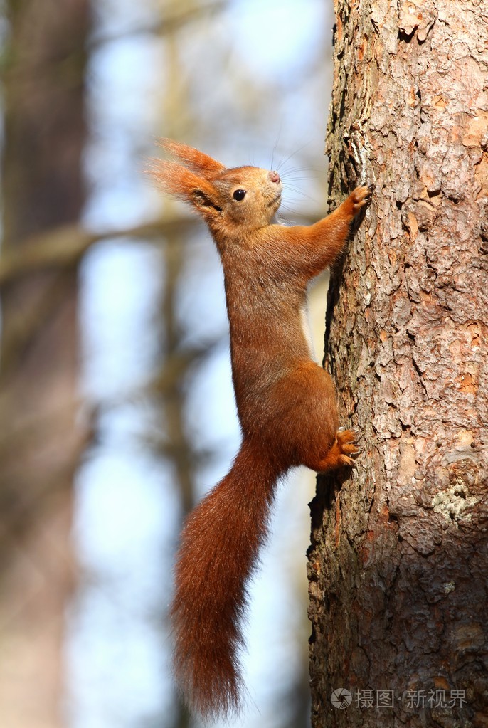 红松鼠在树上