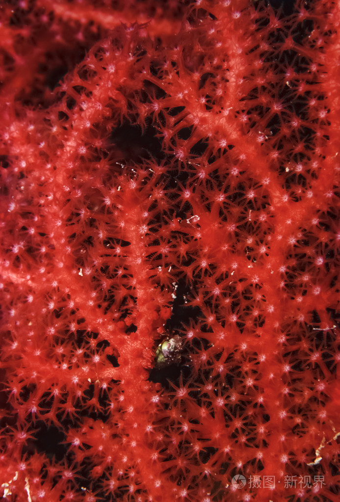 红色海洋生物柳珊瑚