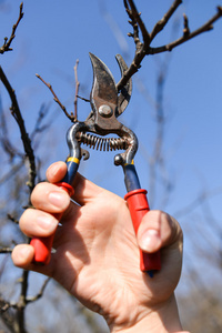 女人的手修剪树枝用剪刀在春天的花园
