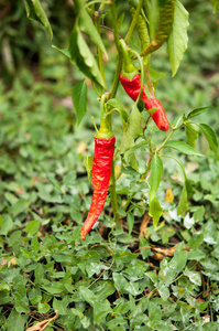 红色和绿色辣椒种植在花园里