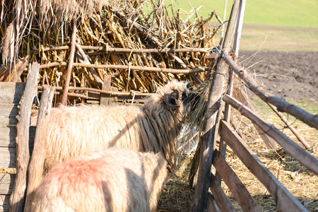在一个绵羊农场在一个农场里吃干草的羊