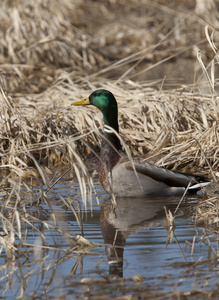 绿头鸭在湿地草丛中