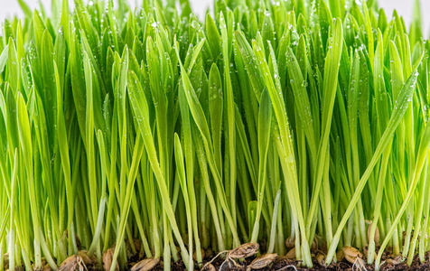 绿色的年轻小麦发芽照片