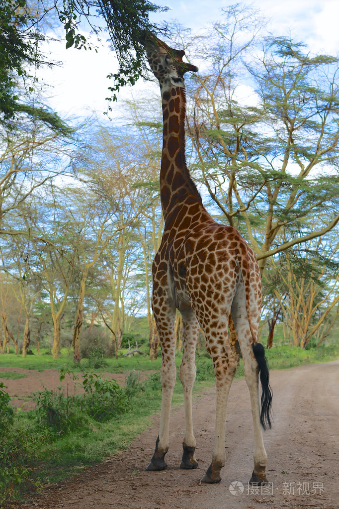 吃一棵树在奈瓦沙湖边游戏大长颈鹿公园肯尼亚