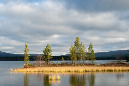 在针叶林湖 luirojarvi