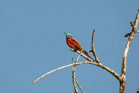 博高瑞亚湖附近的火烈鸟图片