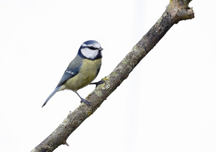 蓝雀，parus 鸢