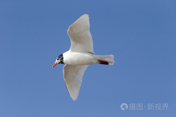 地中海鸥 黑 melanocephalus