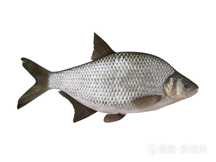 鳊鱼孤立在白色的背景