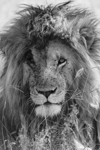 肖像一头美丽的狮子，刀疤脸在马赛马拉国家公园肯尼亚