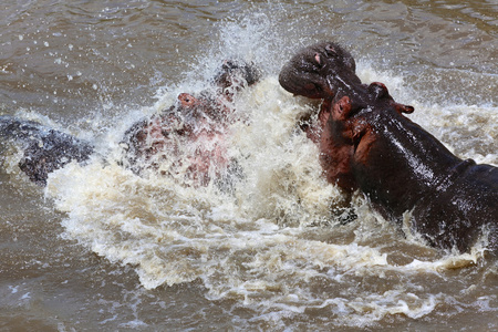 河马战斗在马赛马拉国家游戏公园肯尼亚