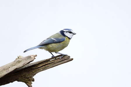 蓝雀，parus 鸢